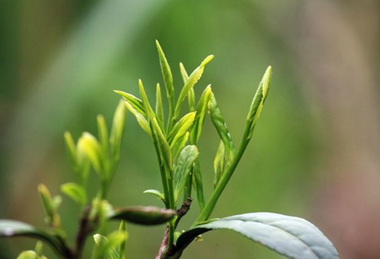 第二屆中國國際茶博會(huì )∣浙茶集團精彩體驗活動(dòng)等你參加!